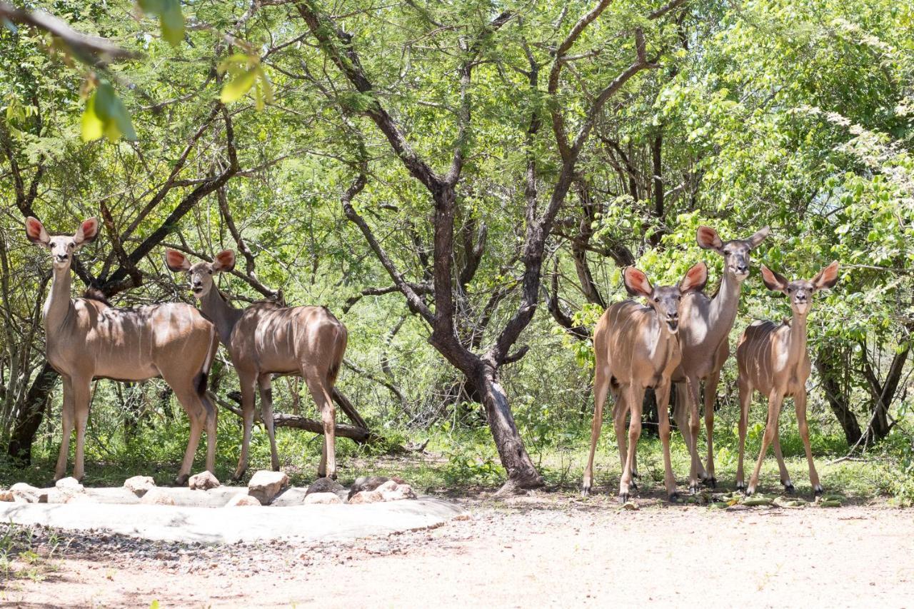 Hello Kruger Hideaway Cottage & Skilpad Studio Марлот-Парк Экстерьер фото